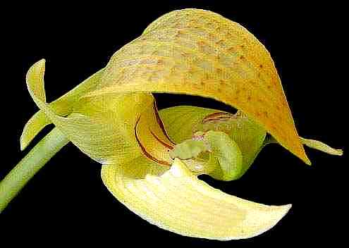 Bulbophyllum hamatipes